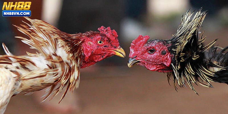 Đá gà Campuchia cựa dao