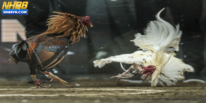 Hướng dẫn cách cược theo hiệp trong đá gà NH88